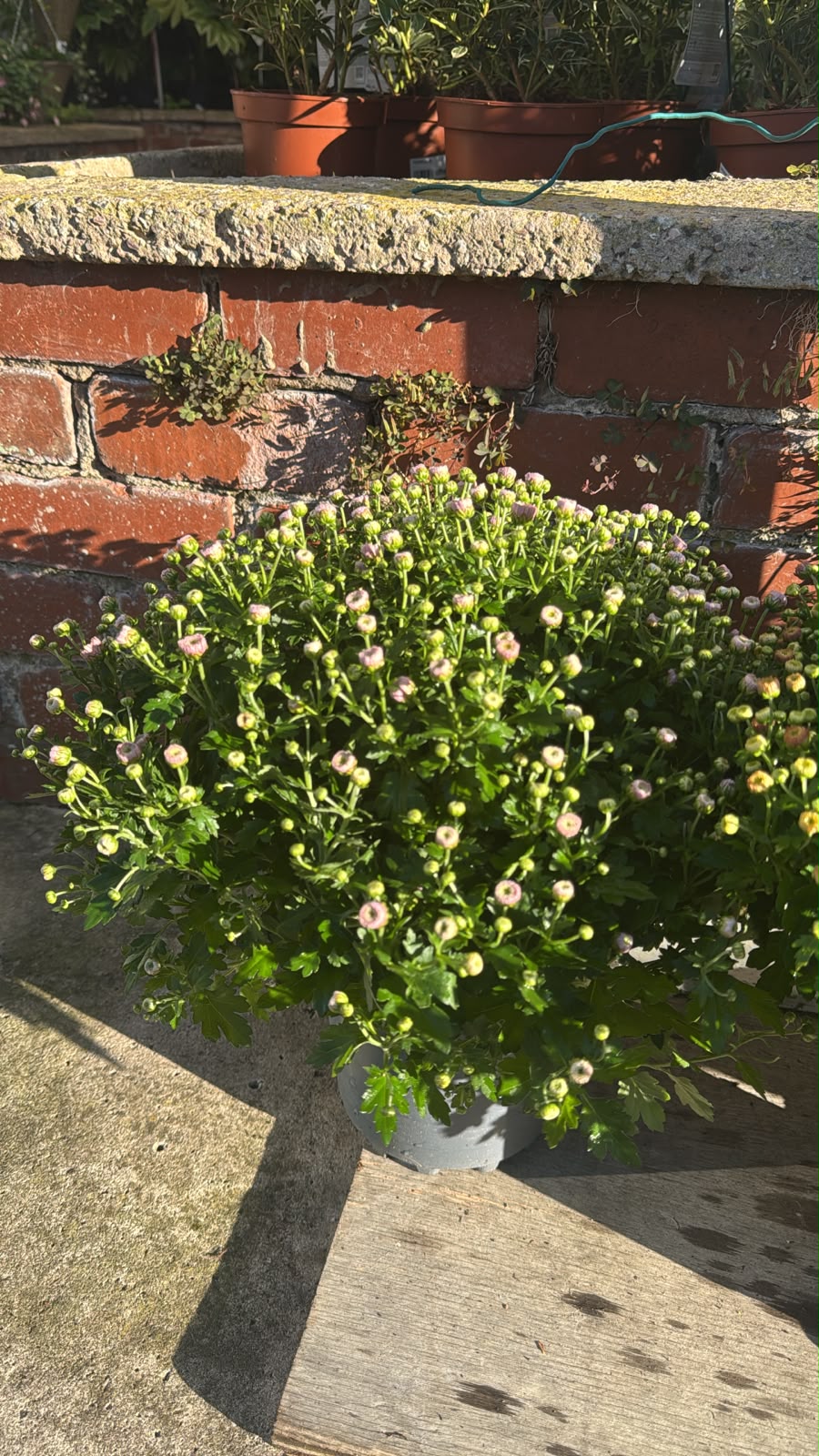 Garden Mums 3L (select colour choice).