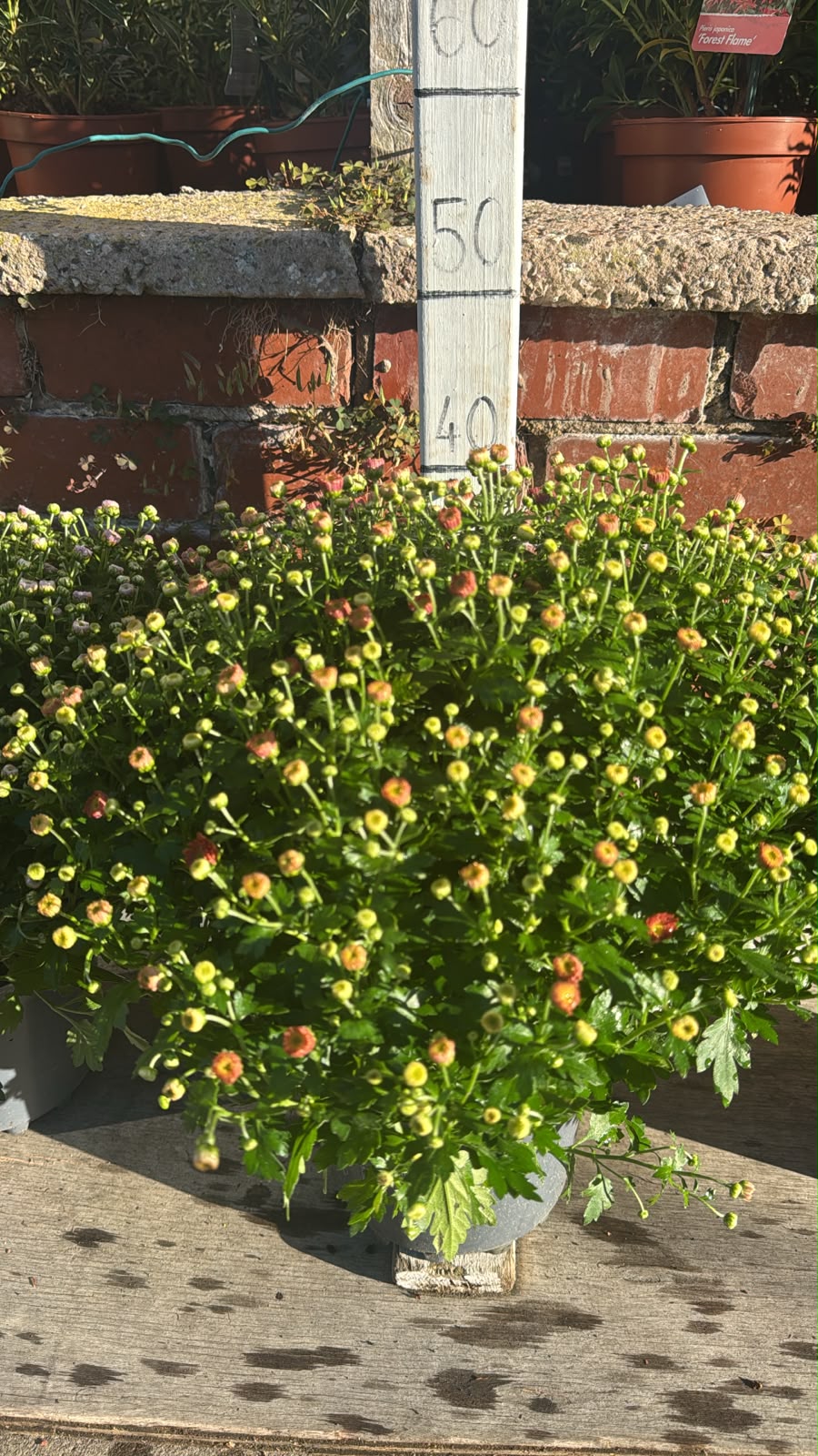 Garden Mums 3L (select colour choice).