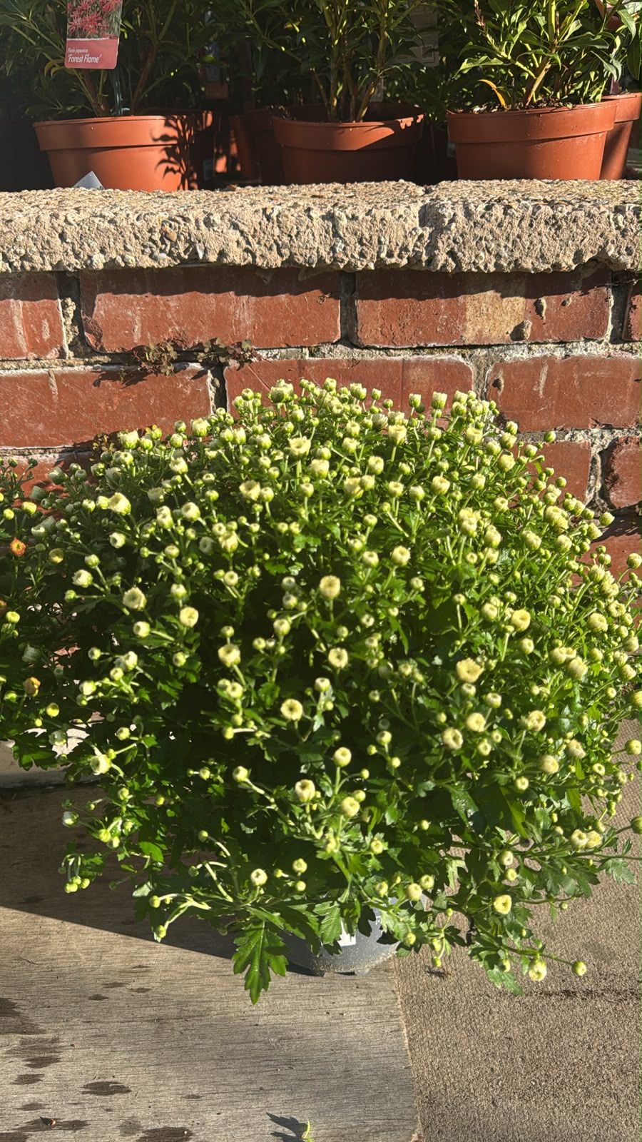 Garden Mums 3L (select colour choice).