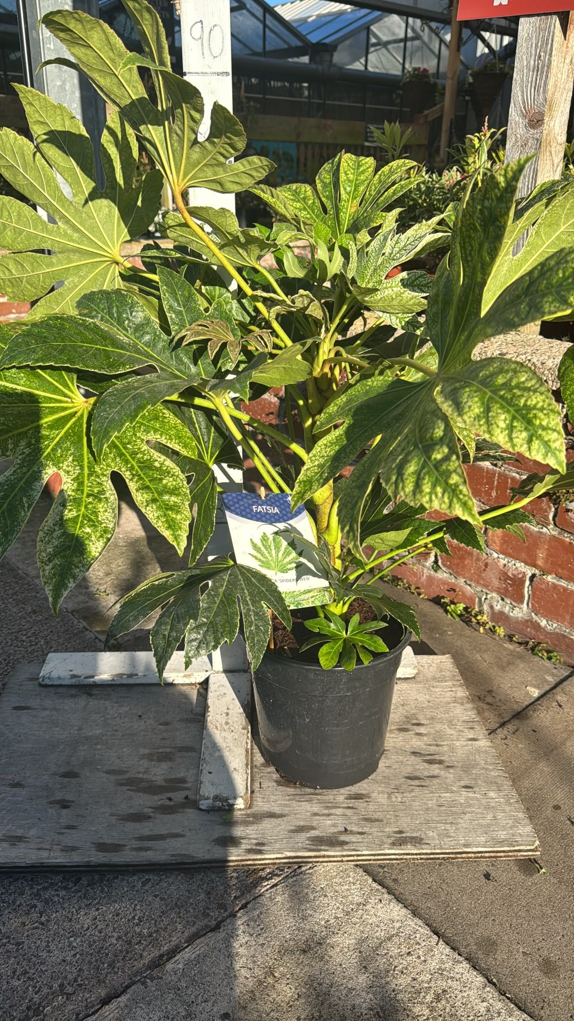 Fatsia Spiders Web 5L