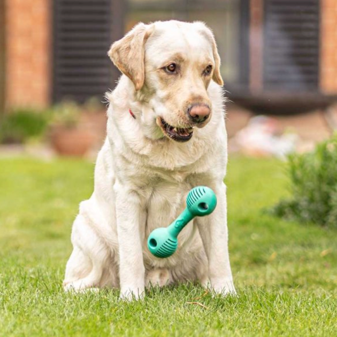 Rubber Dental Dumbbell