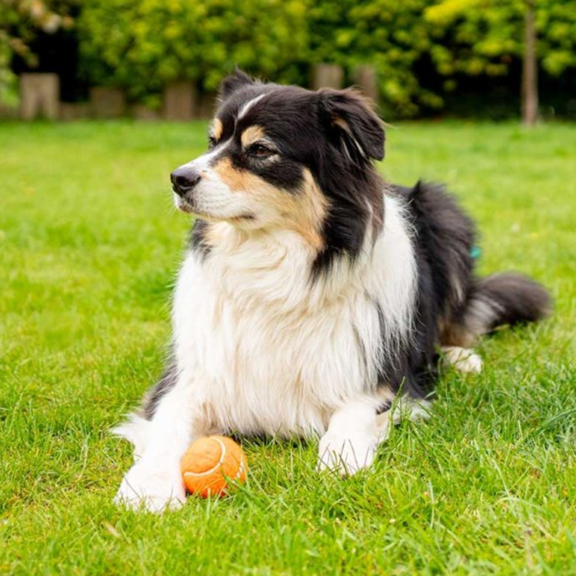 Squeaky Pooch 5cm Mini Tennis Balls - 4pk