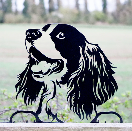 Peeking Spaniel