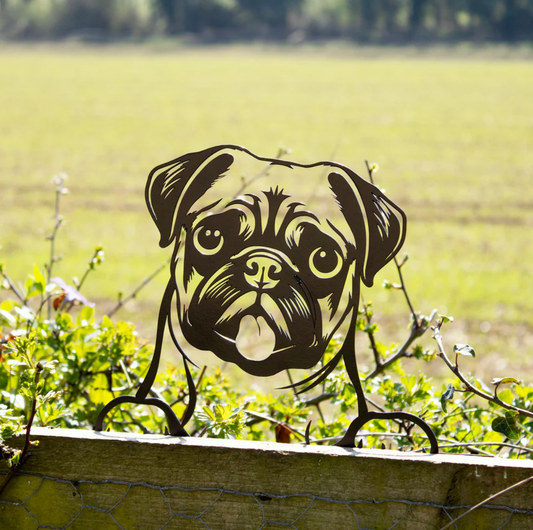 Peeking Pug