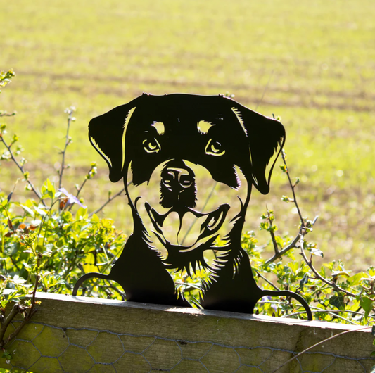 Peeking Rottweiler