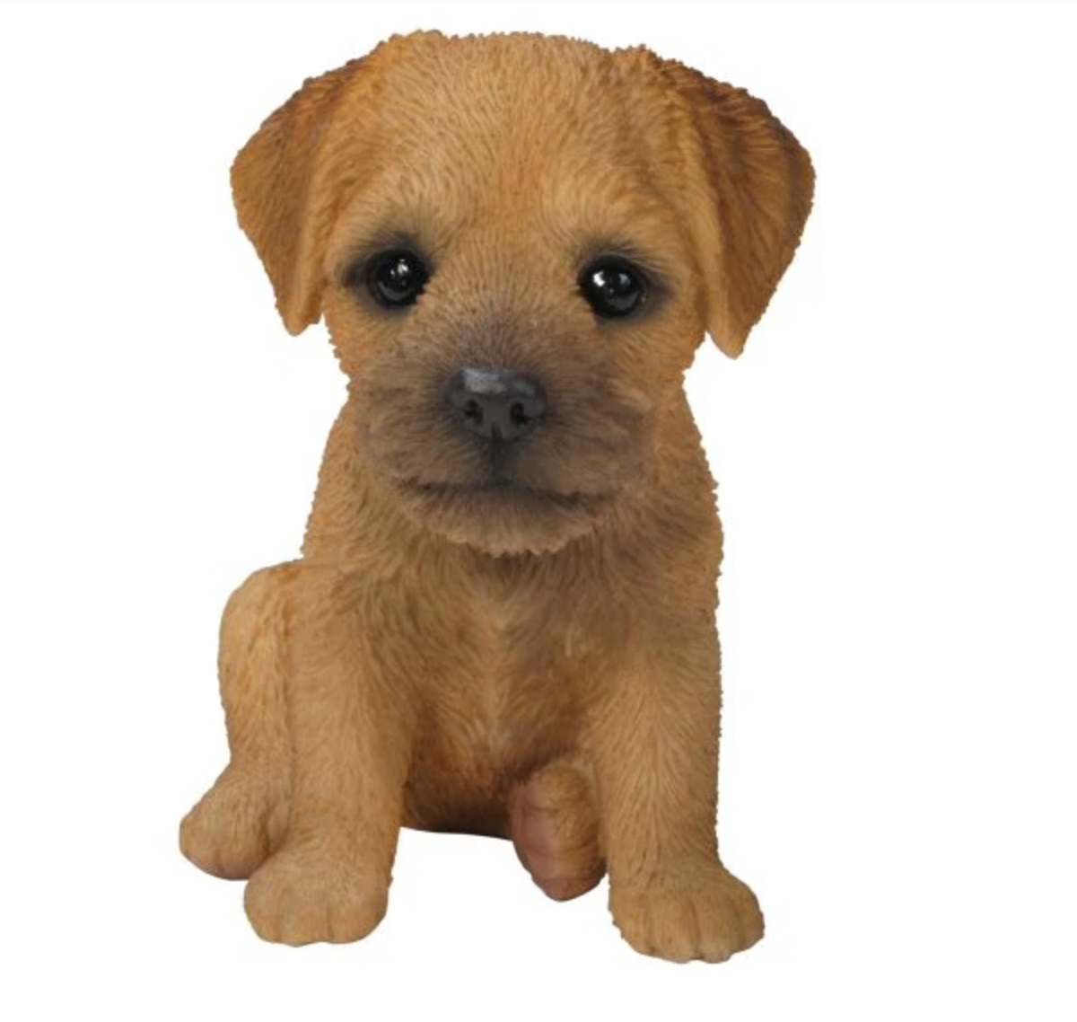 Boarder Terrier Puppy