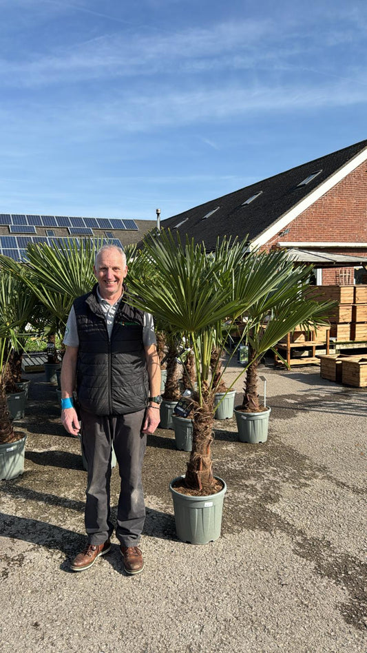 Trachycarpus
Chusan Palm. An architectural plant with beautiful segmented fan shaped leaves. Height 4m. Max Spread 1.5m. Flowers May to August.&nbsp; Frost hardy.