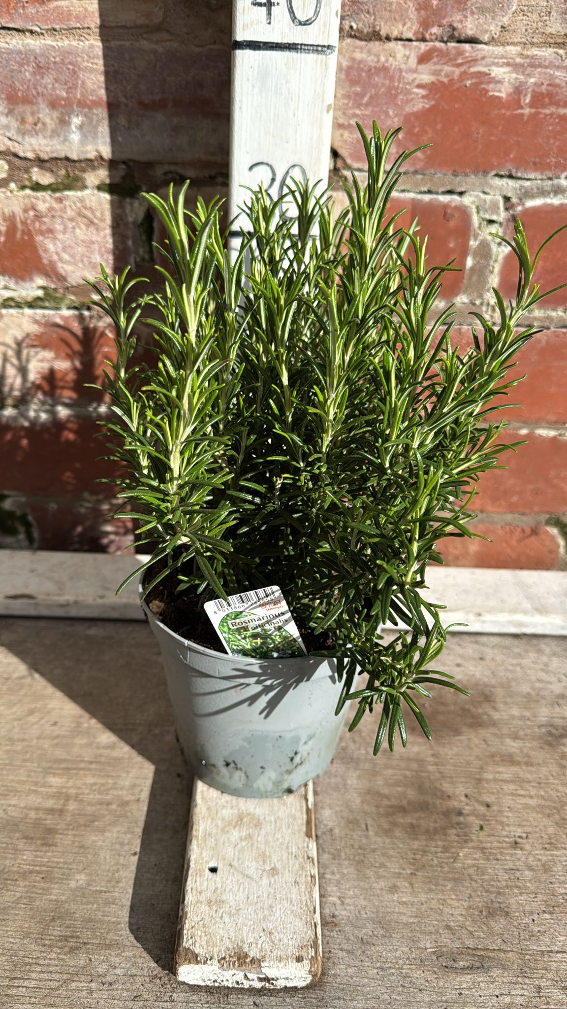 Rosemary 1L