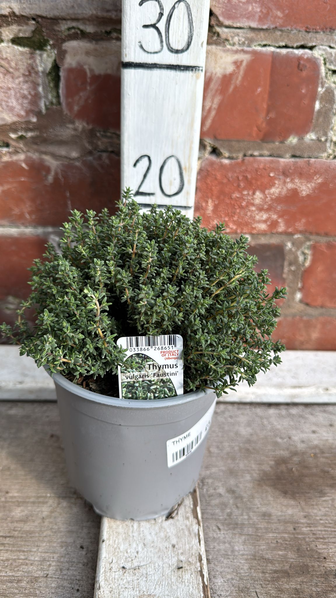 Thyme 1L