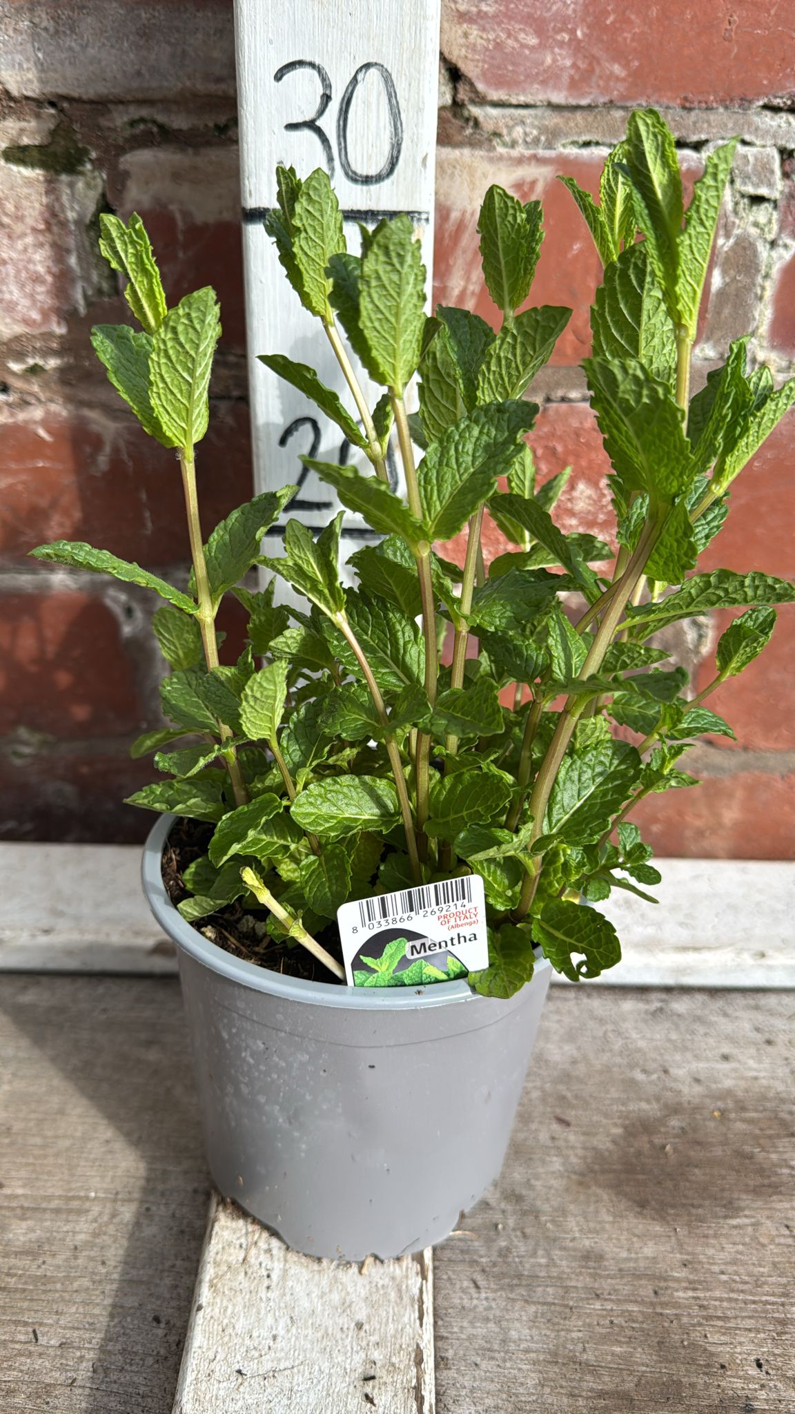 Mint 1L