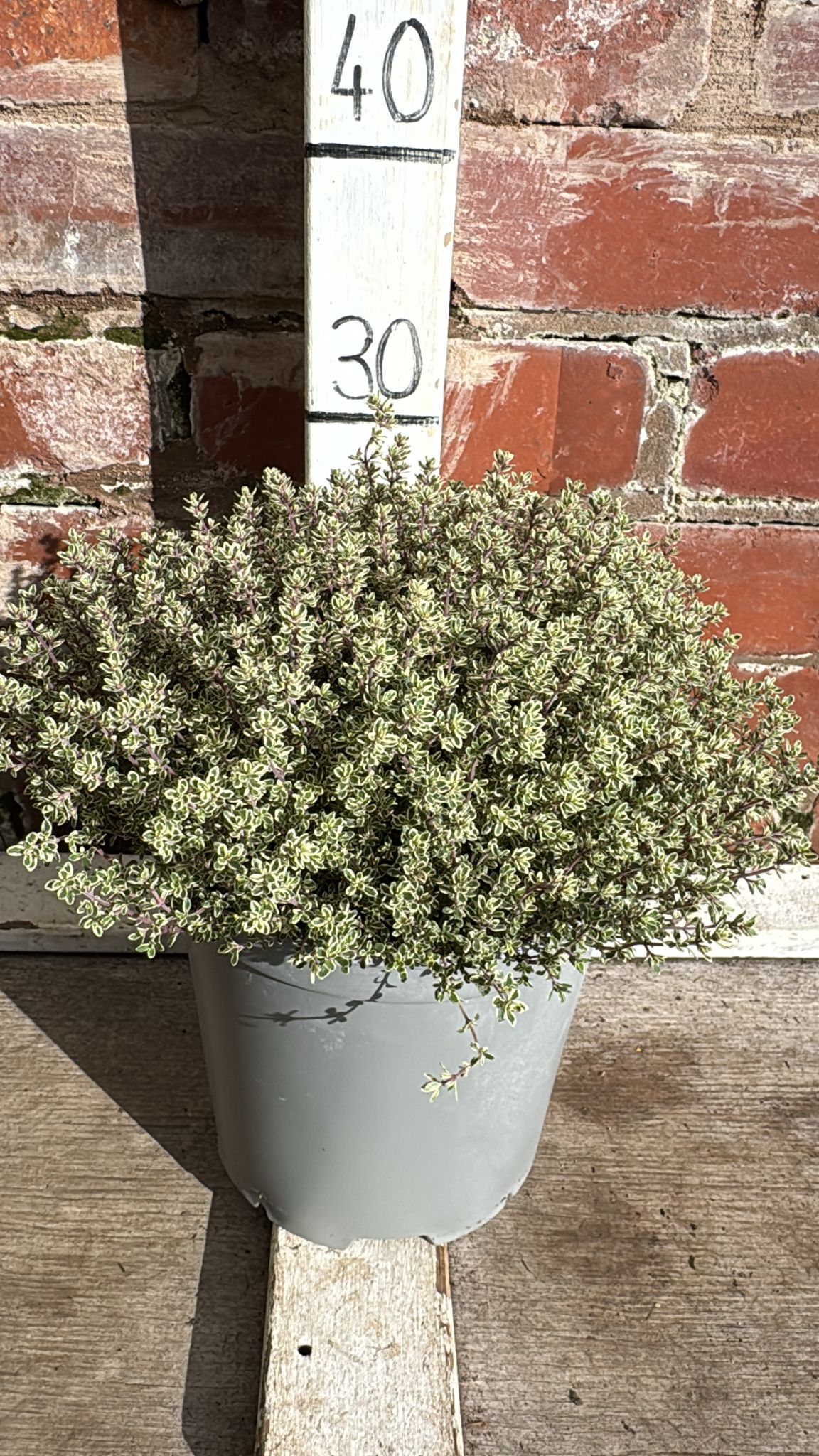 Thyme 'Silver Queen' 3L