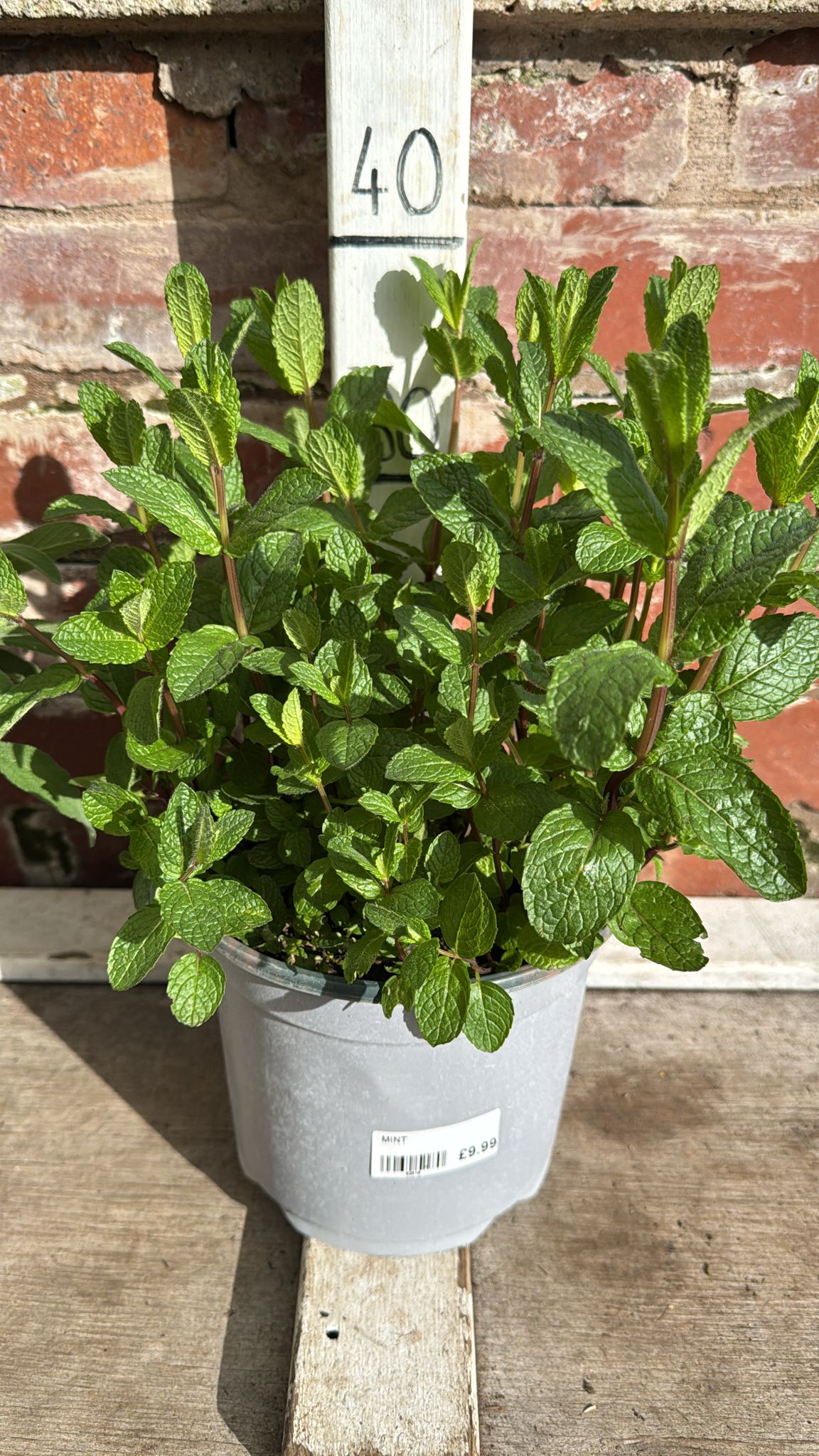 Mint 3L Pot