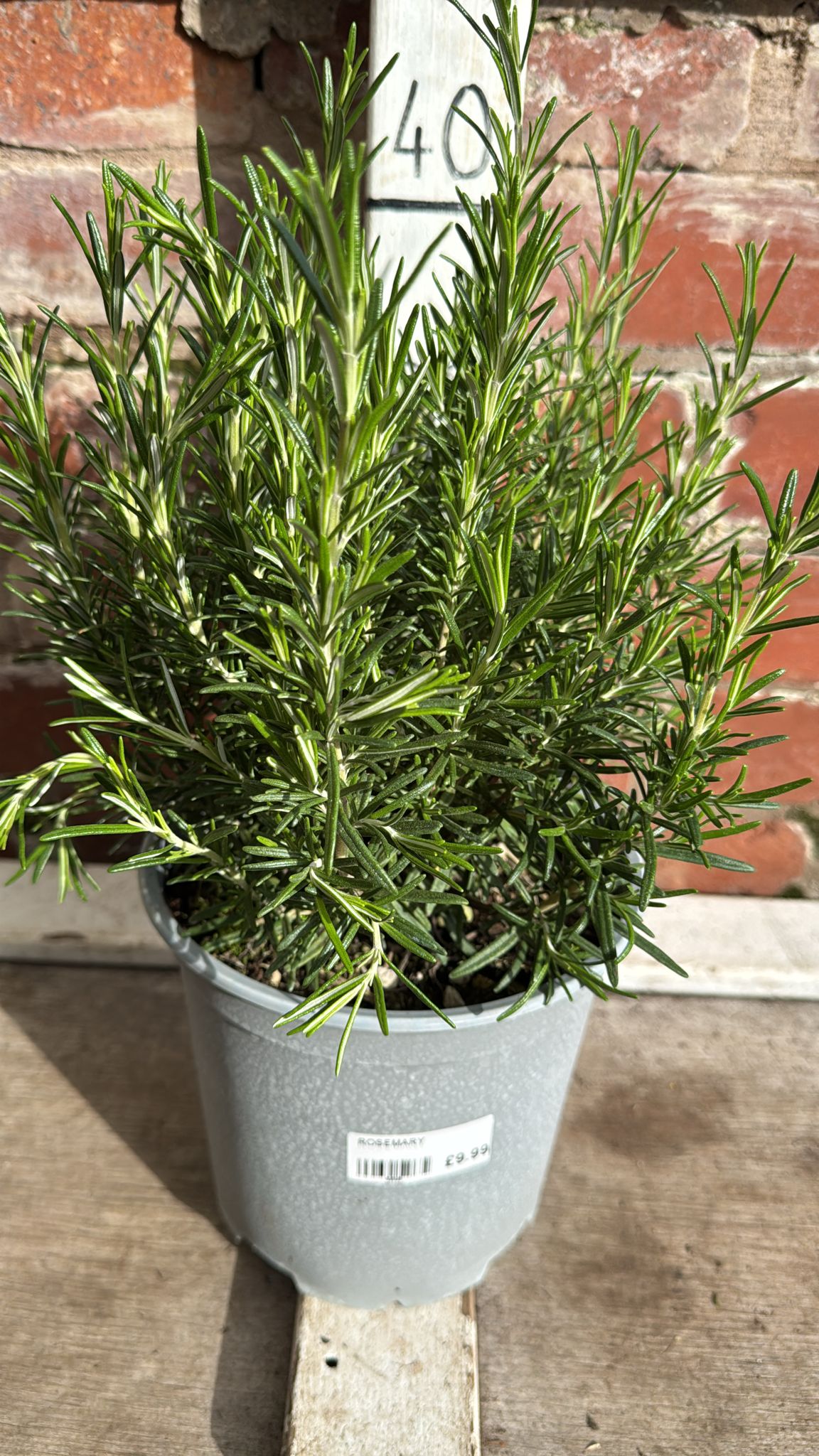 Rosemary 3L Pot