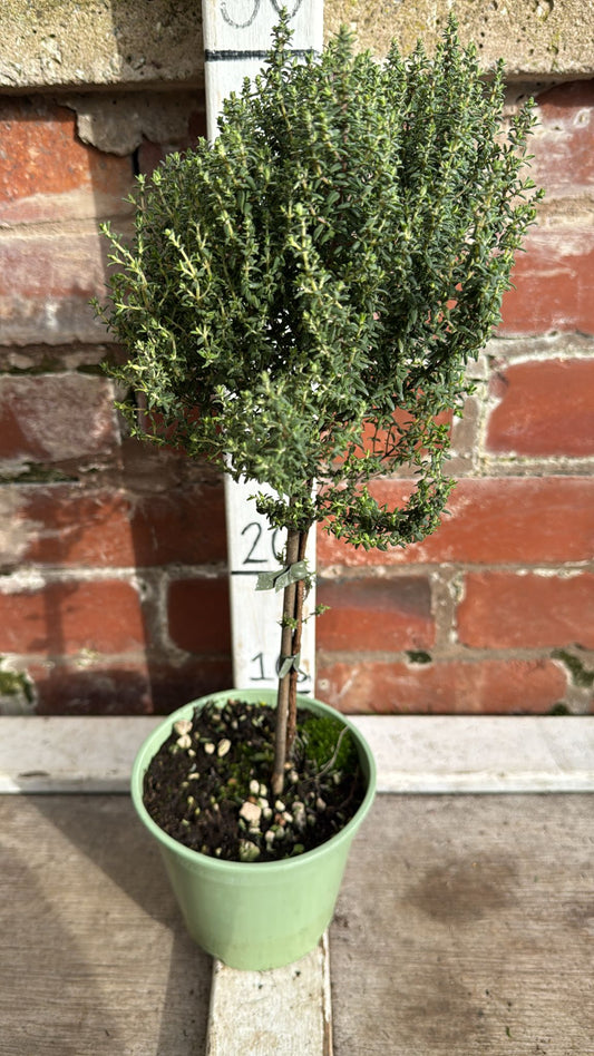 Thyme on a stem 1L