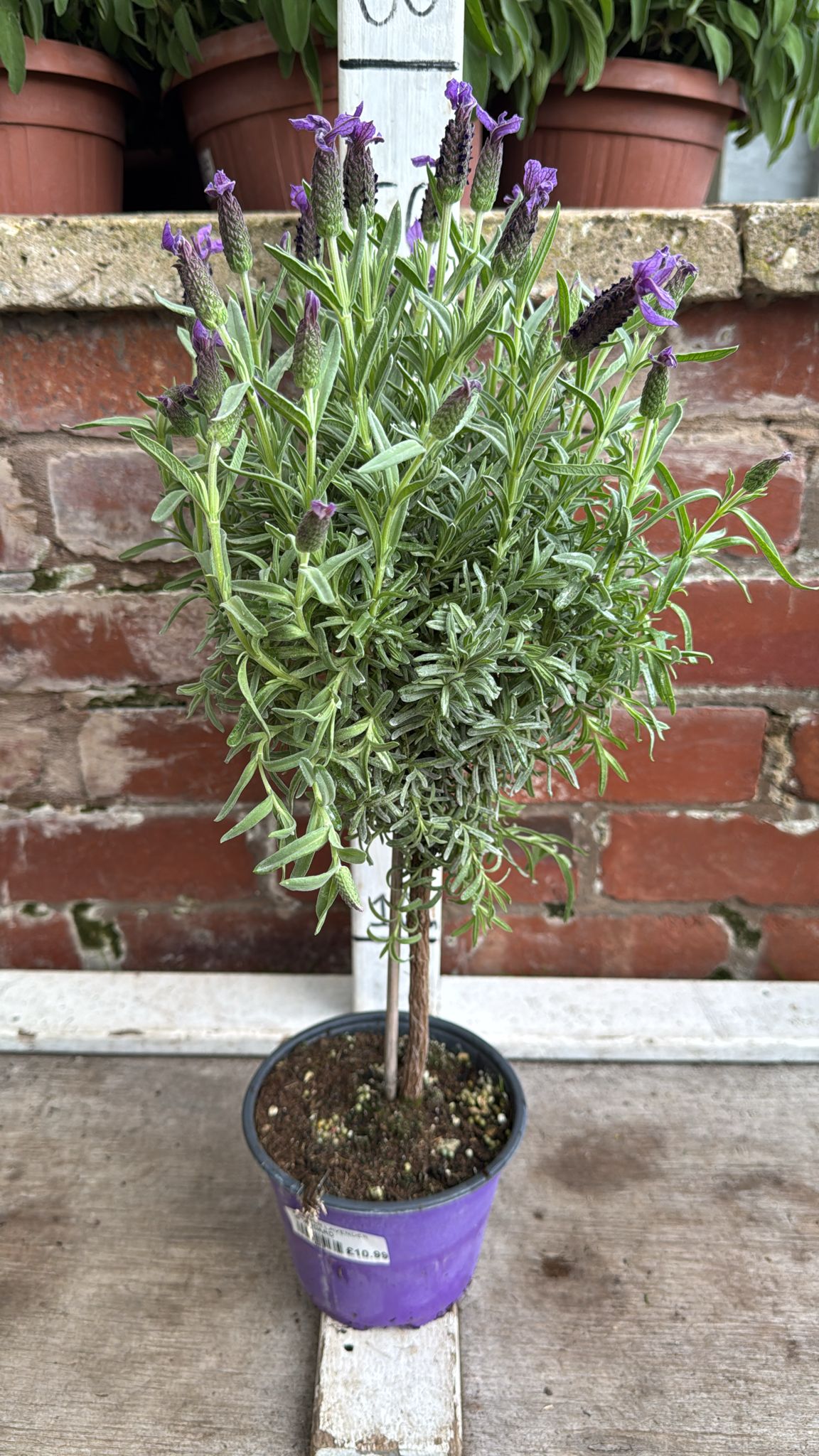 French Lavender on a stem 1L