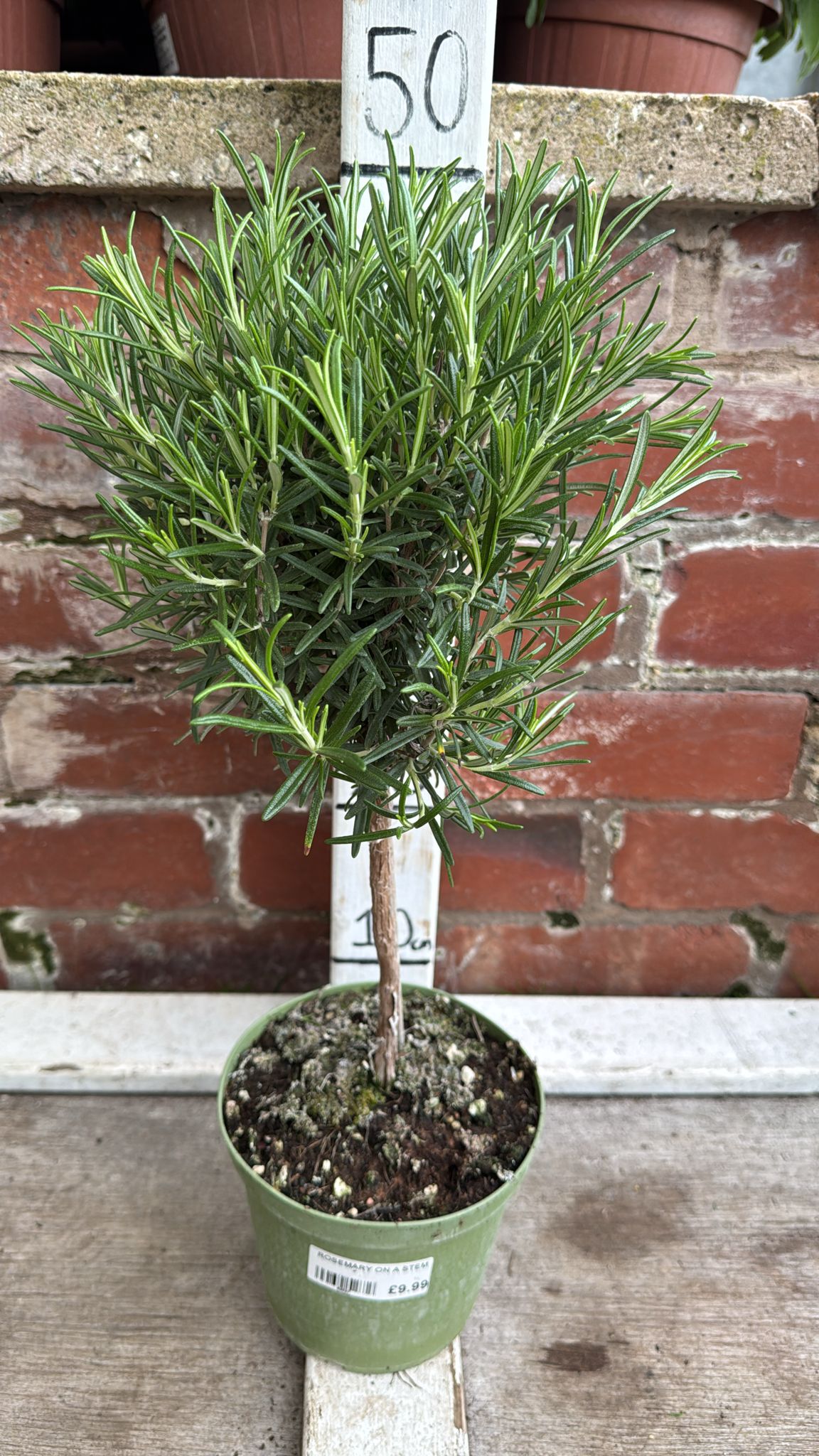 Rosemary on a stem 1L