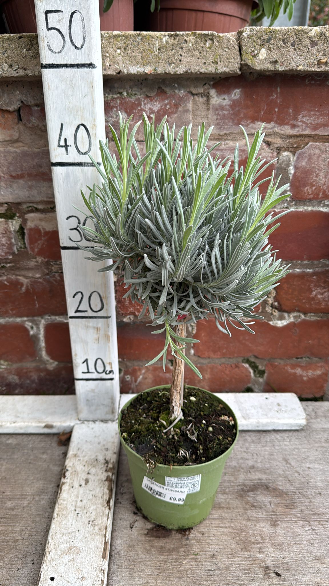 Lavender Stem 1L