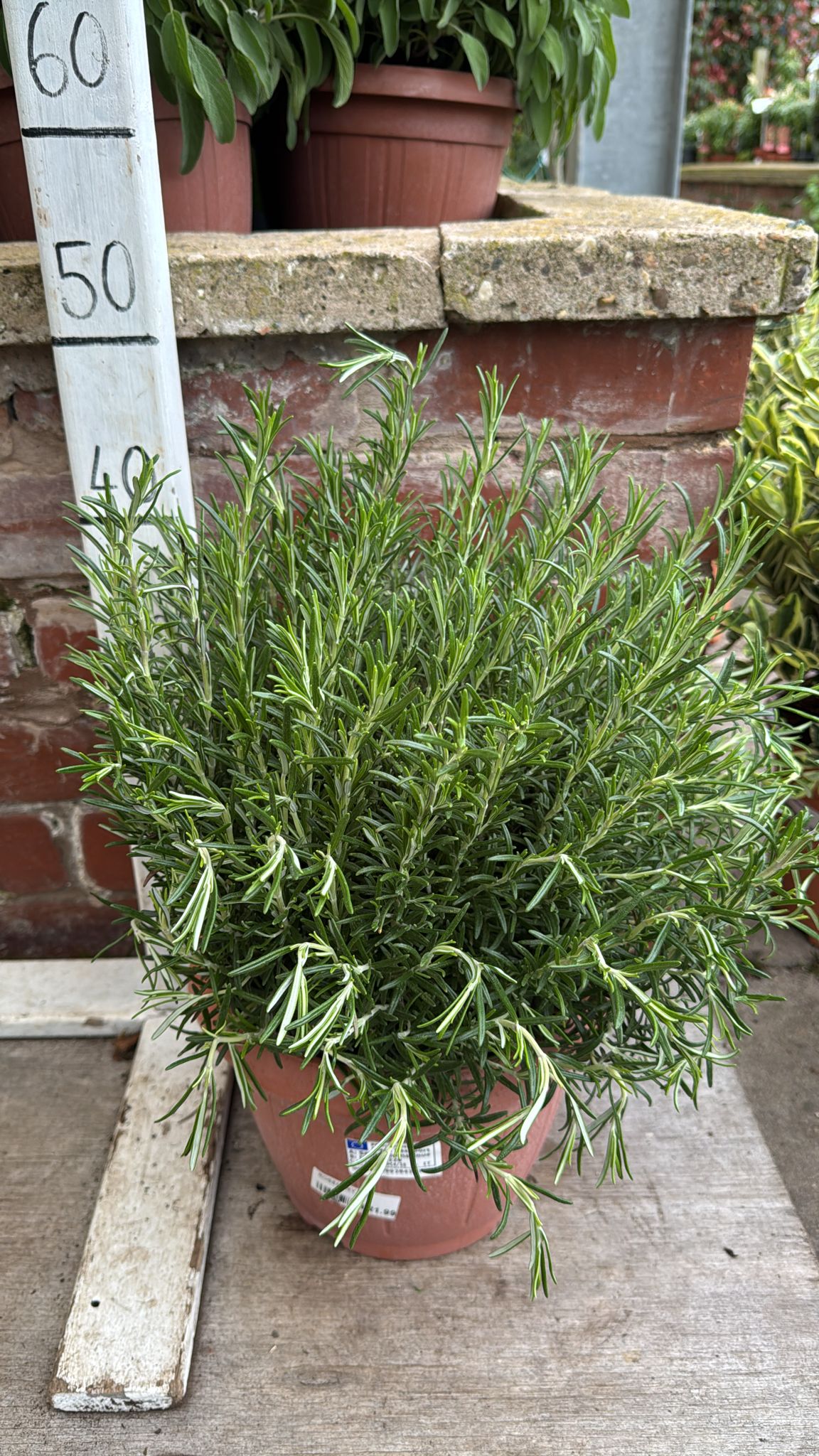 Rosemary Tub