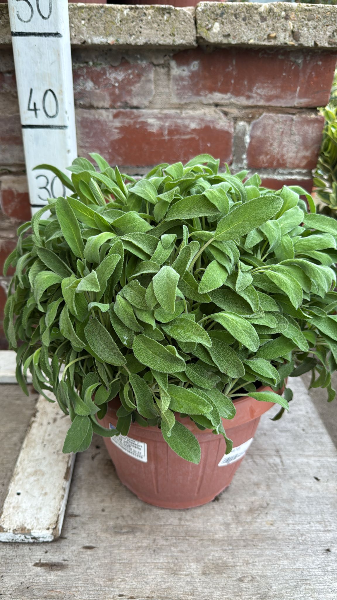 Sage Tub