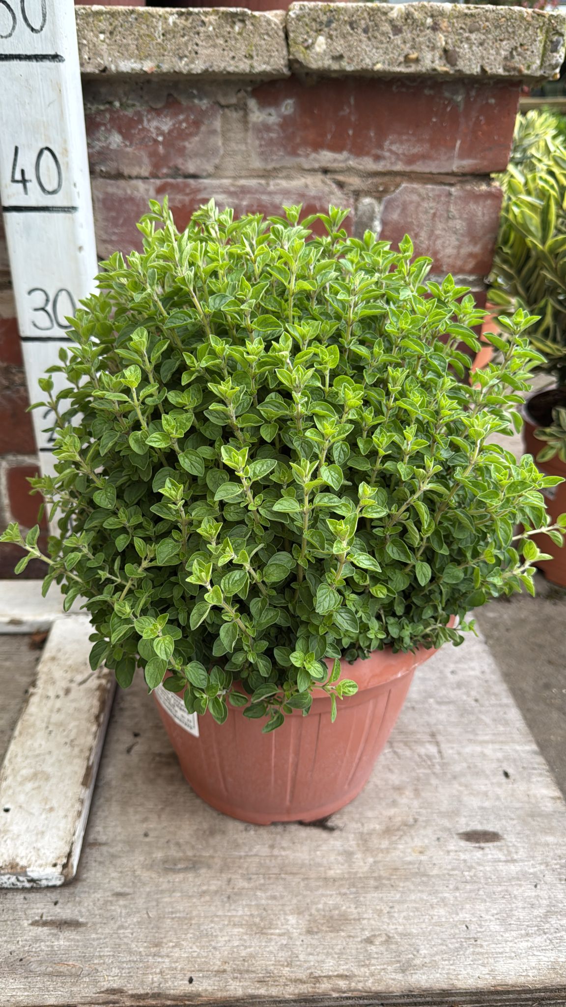 Origanum Tub