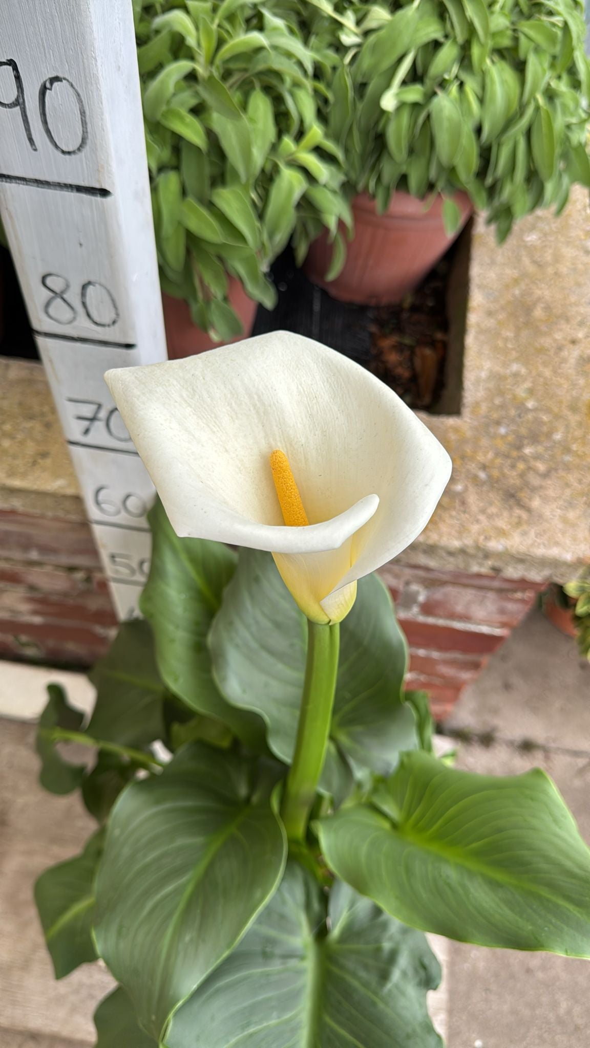 Zantedeschia 3L