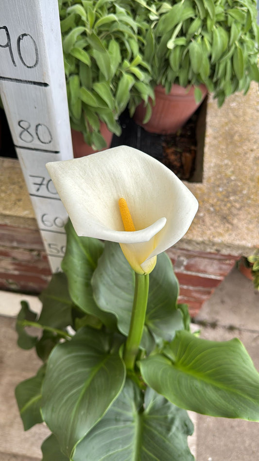 Zantedeschia 3L