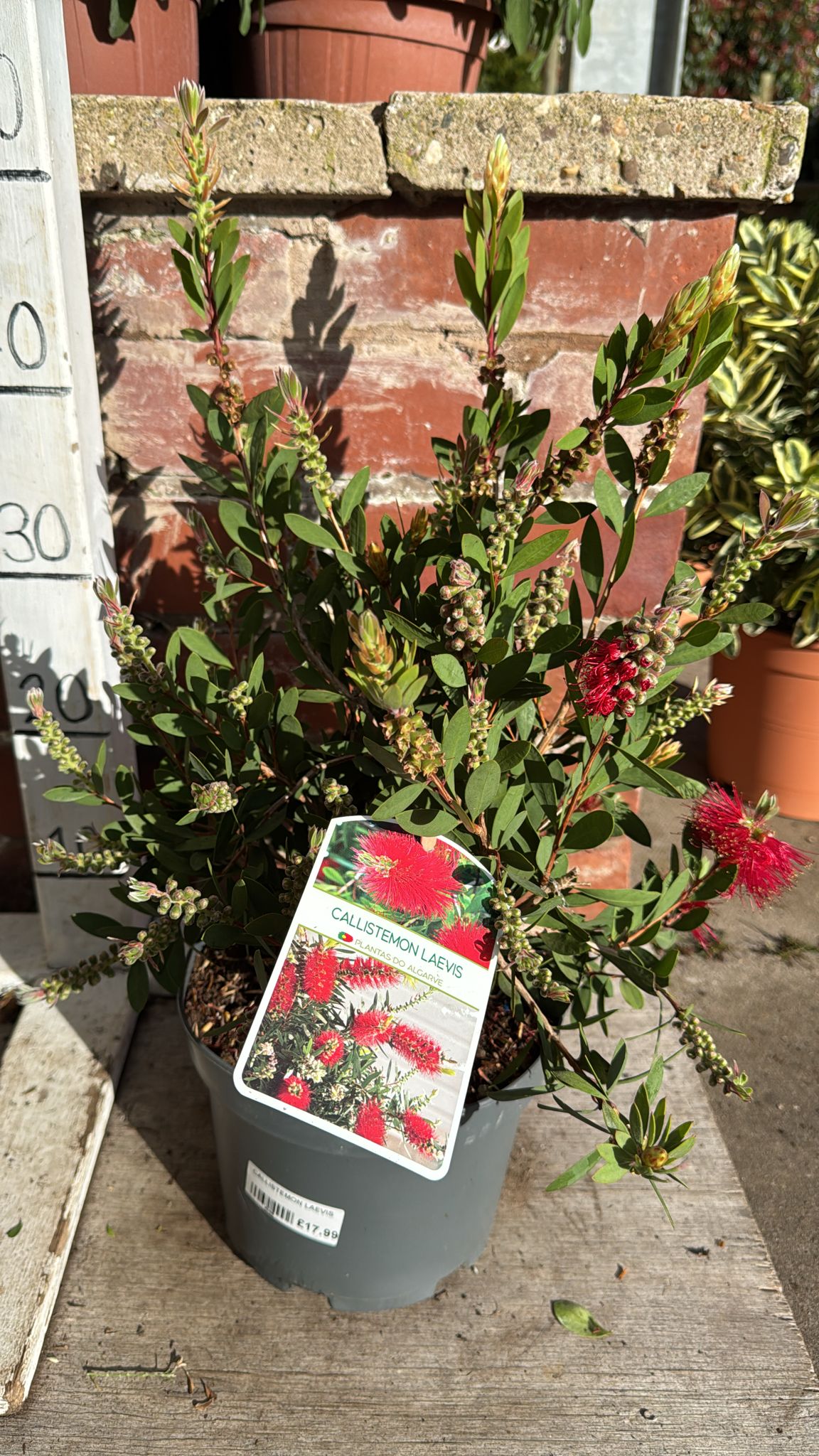 Callistemon Laevis 3L