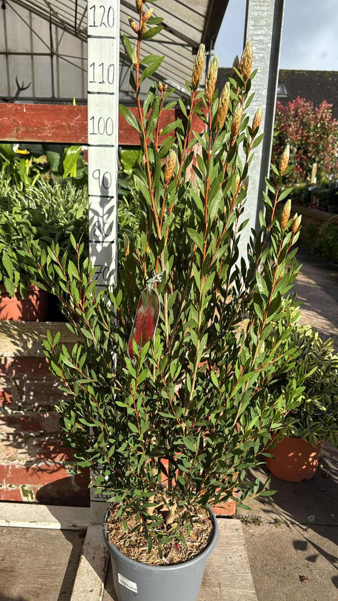 Callistemon 'Inferno' 7.5L