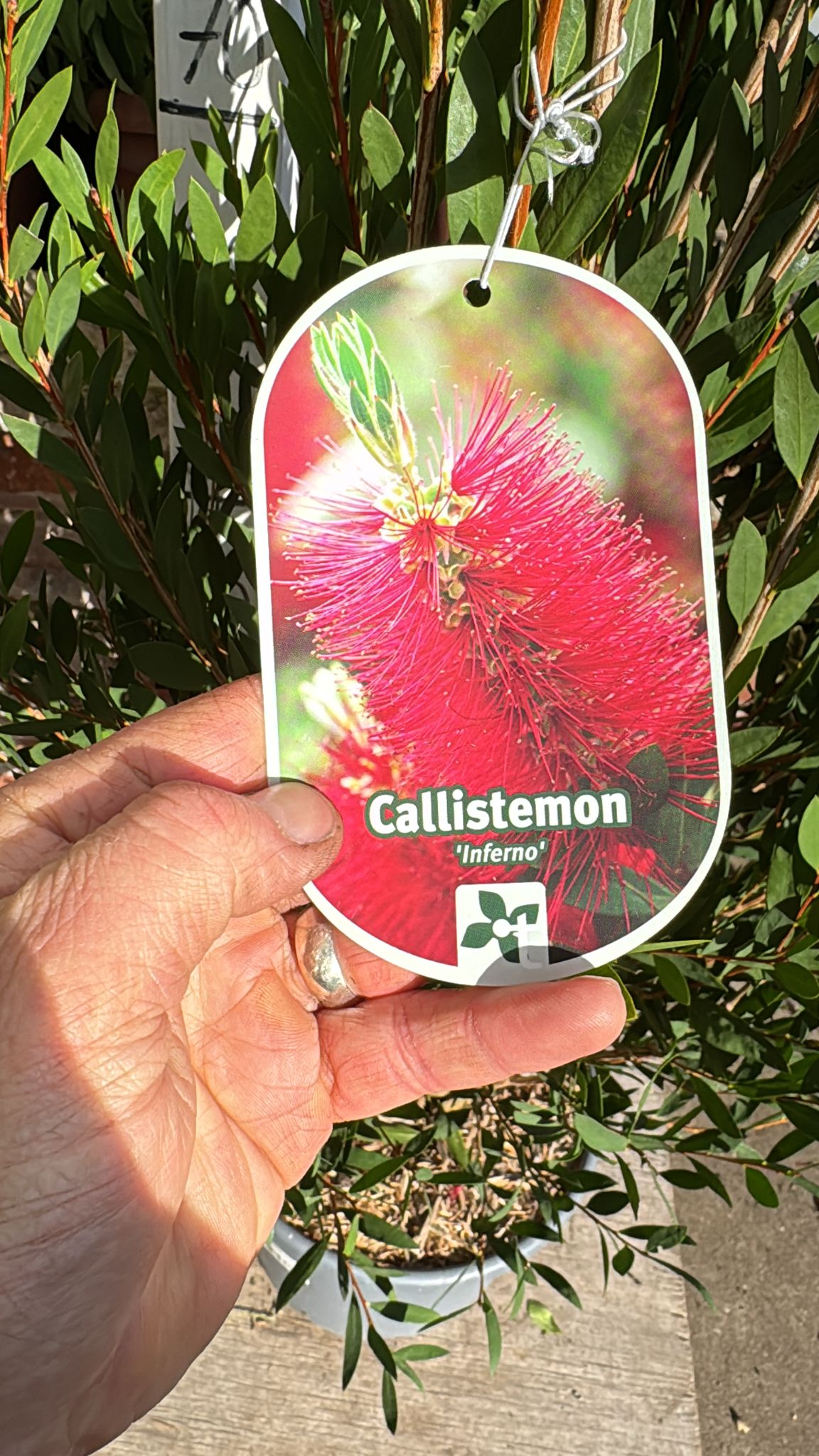 Callistemon 'Inferno' 7.5L