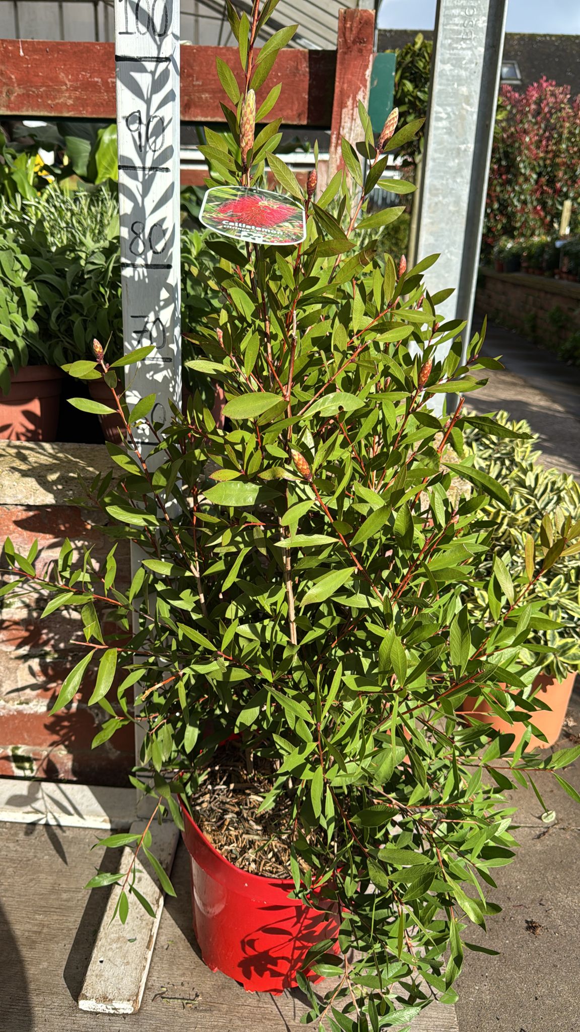 Callistemon 'Splendens' 7.5L