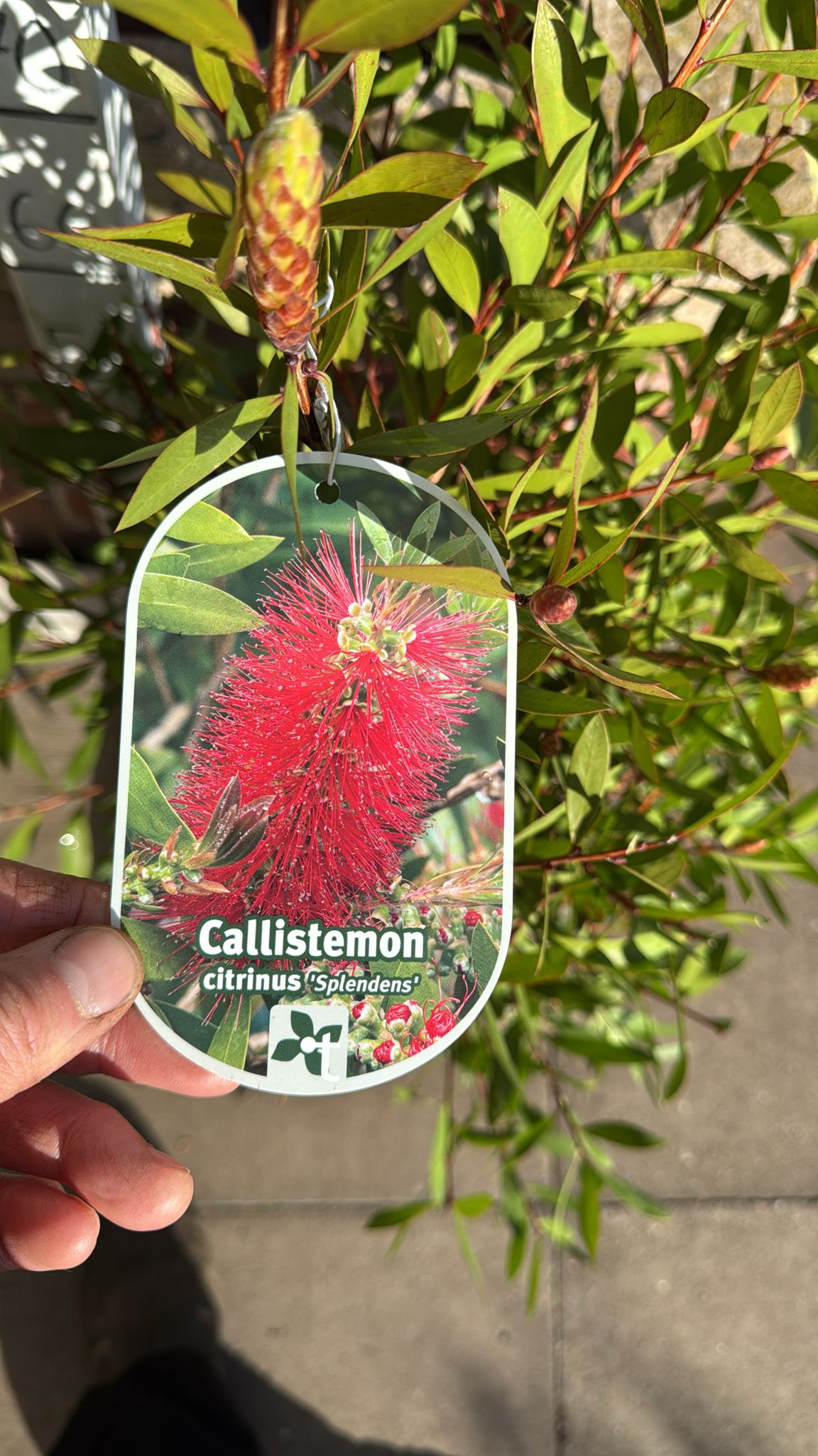 Callistemon 'Splendens' 7.5L