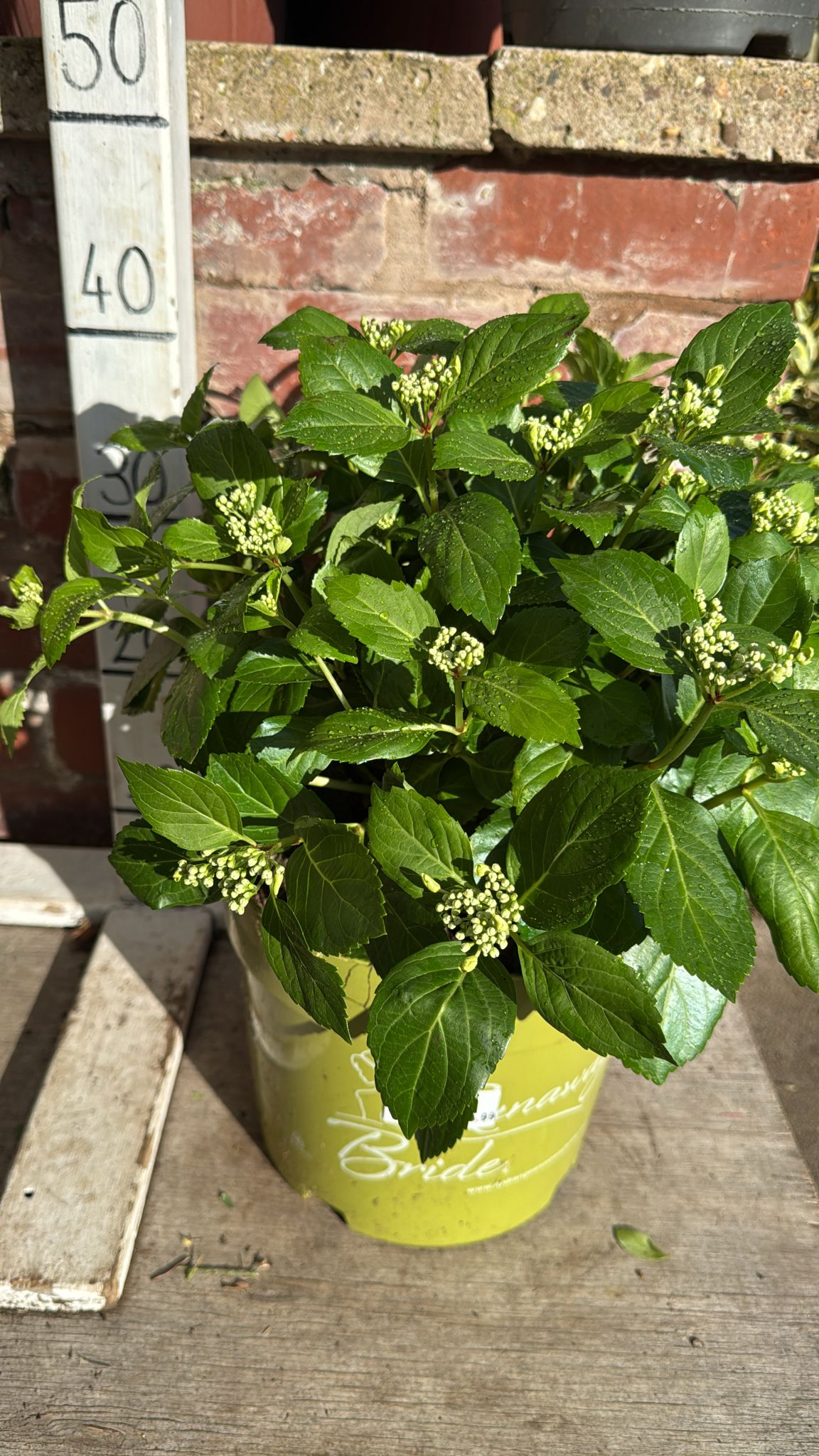 Hydrangea 'Runaway Bride' 7.5L