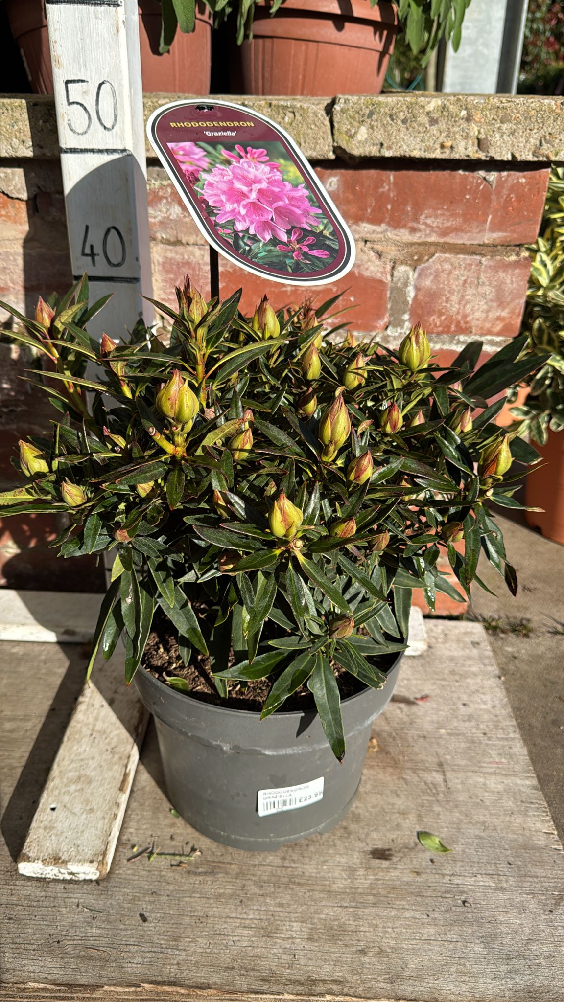 Rhododendron 'Graziella' 5L