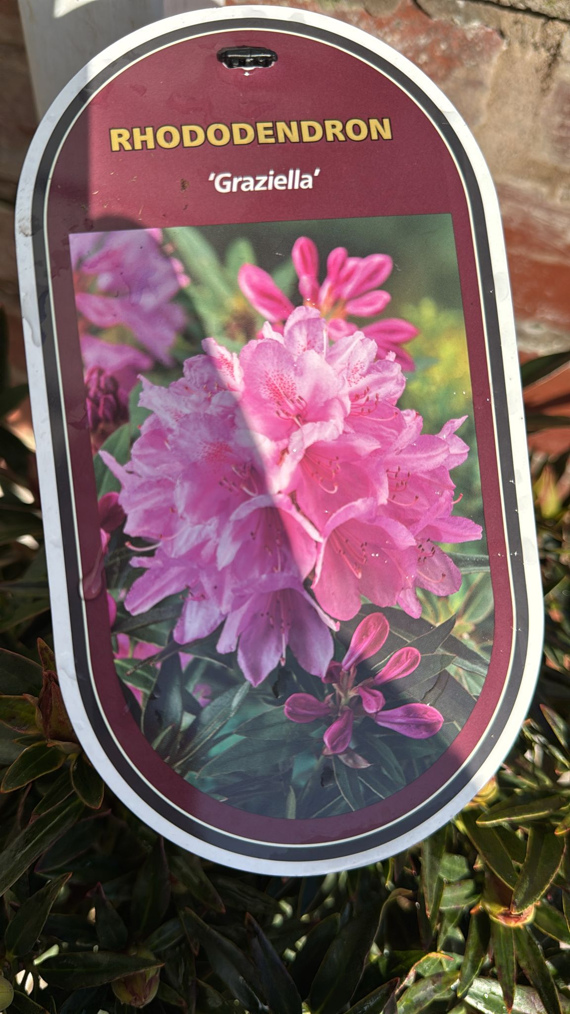 Rhododendron 'Graziella' 5L