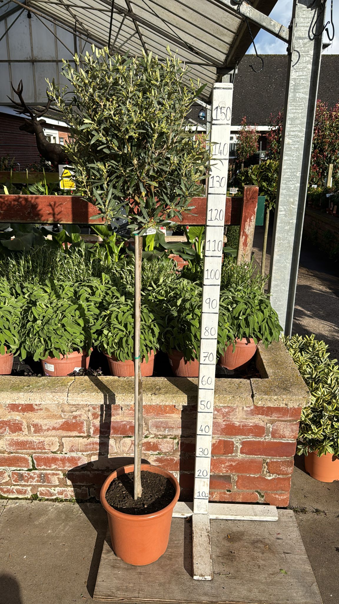 Olive Tree