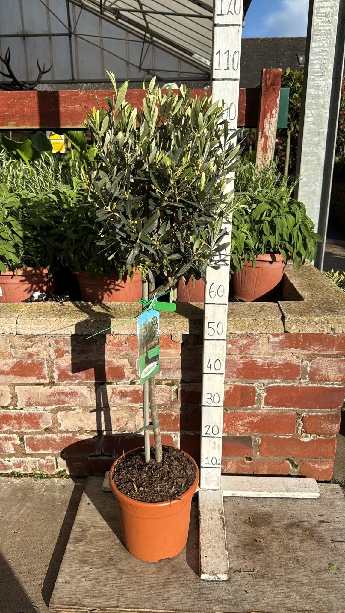 Olive Tree