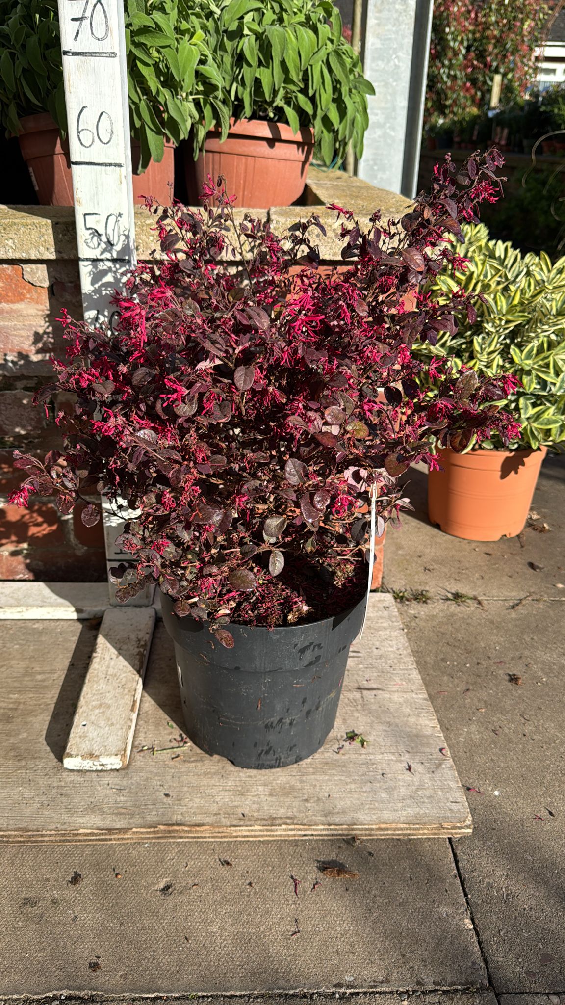 Loropetalum Black Pearl 7.5L
