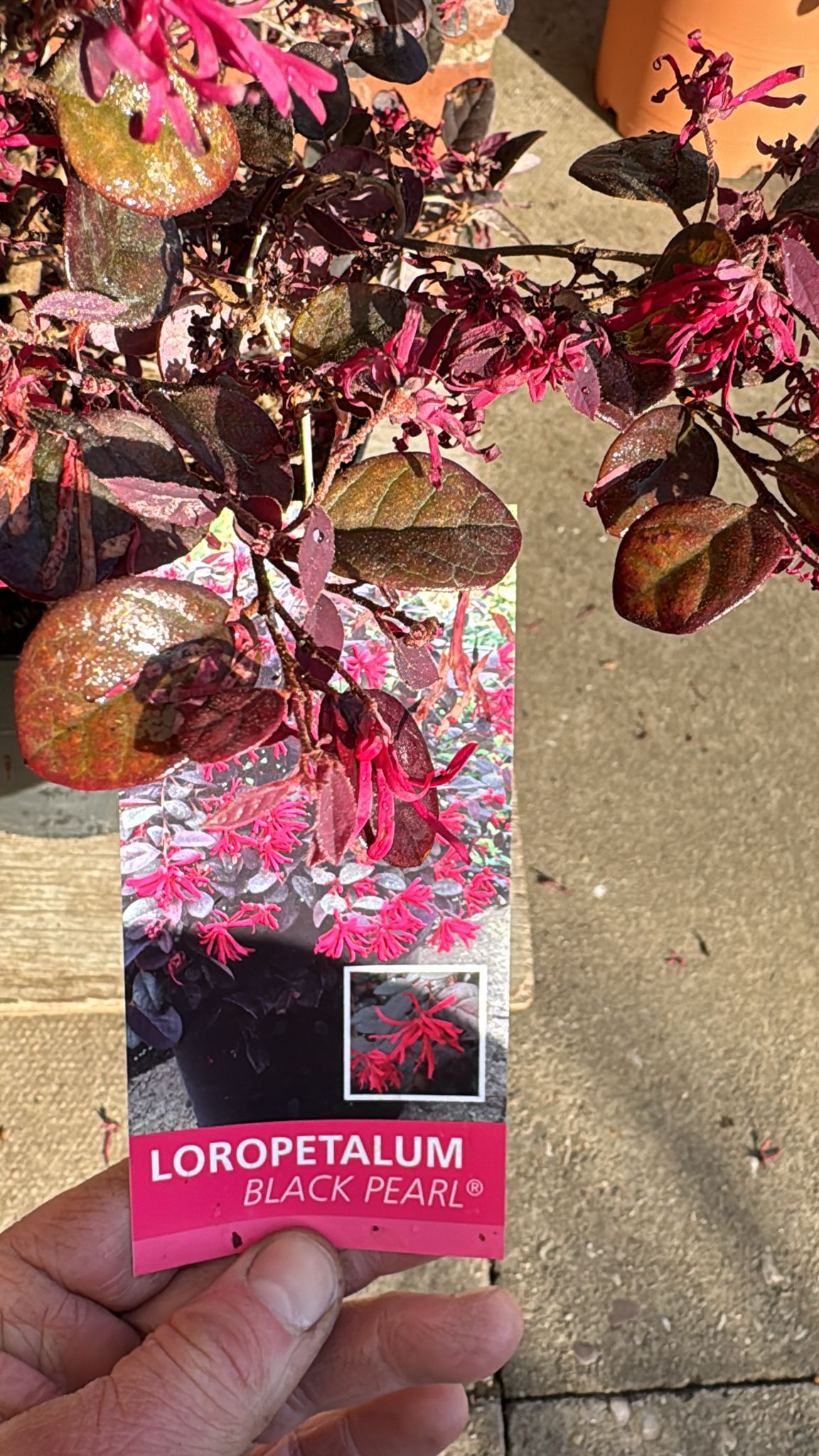 Loropetalum Black Pearl 7.5L