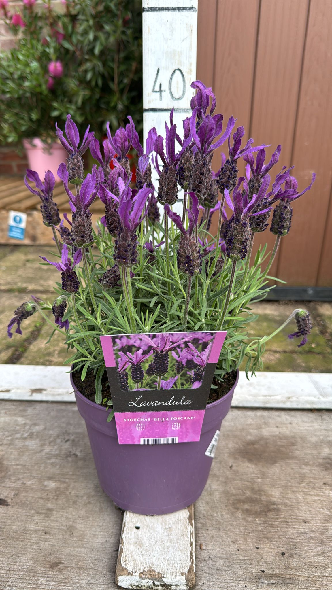 Lavender Bella toscaneLavender Bella toscane £7.50 2lt herb 2L