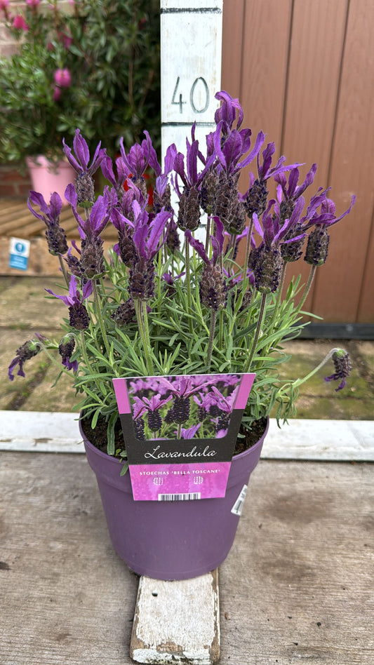 Lavender Bella toscaneLavender Bella toscane £7.50 2lt herb 2L