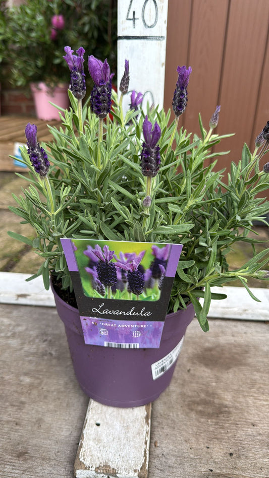 Lavender great adventure 2lt