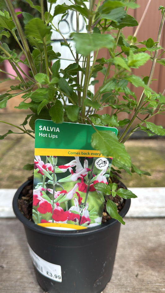 Salvia hot lips 1 lt