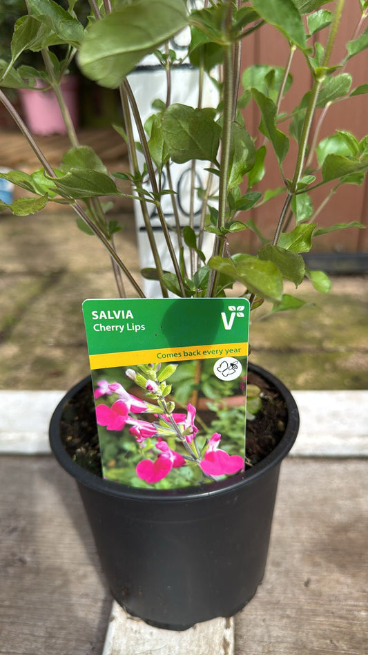 Salvia Cherry lips 1 lt