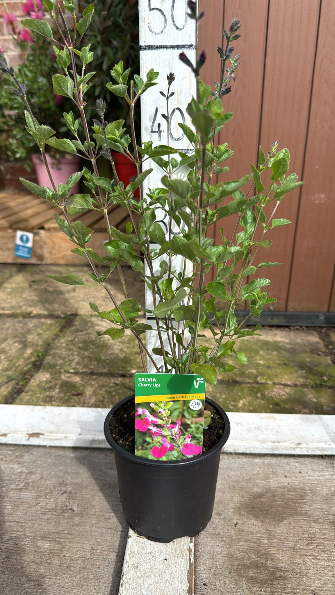 Salvia Cherry lips 1 lt