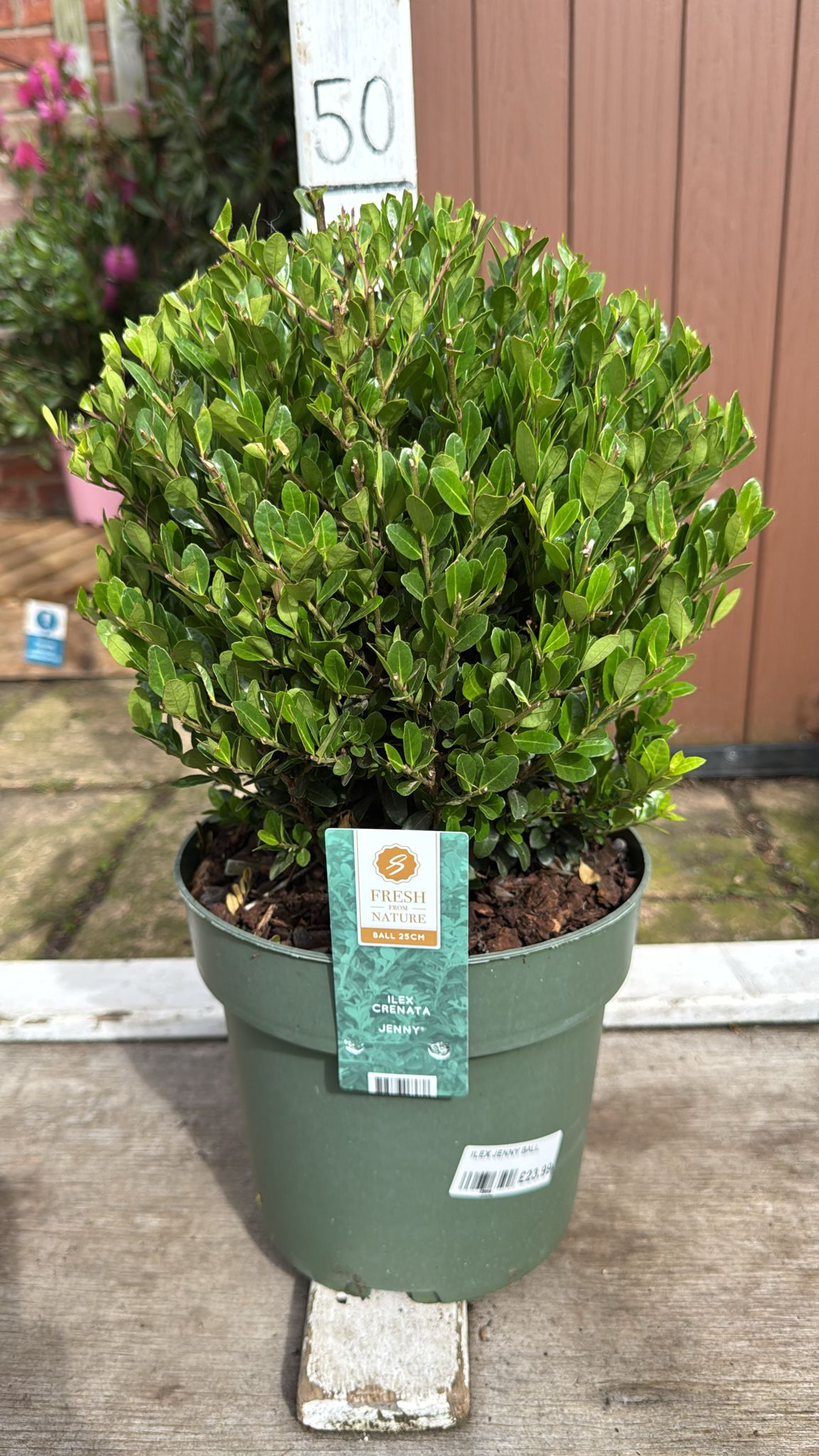 Ilex crenata Jenny 5lt