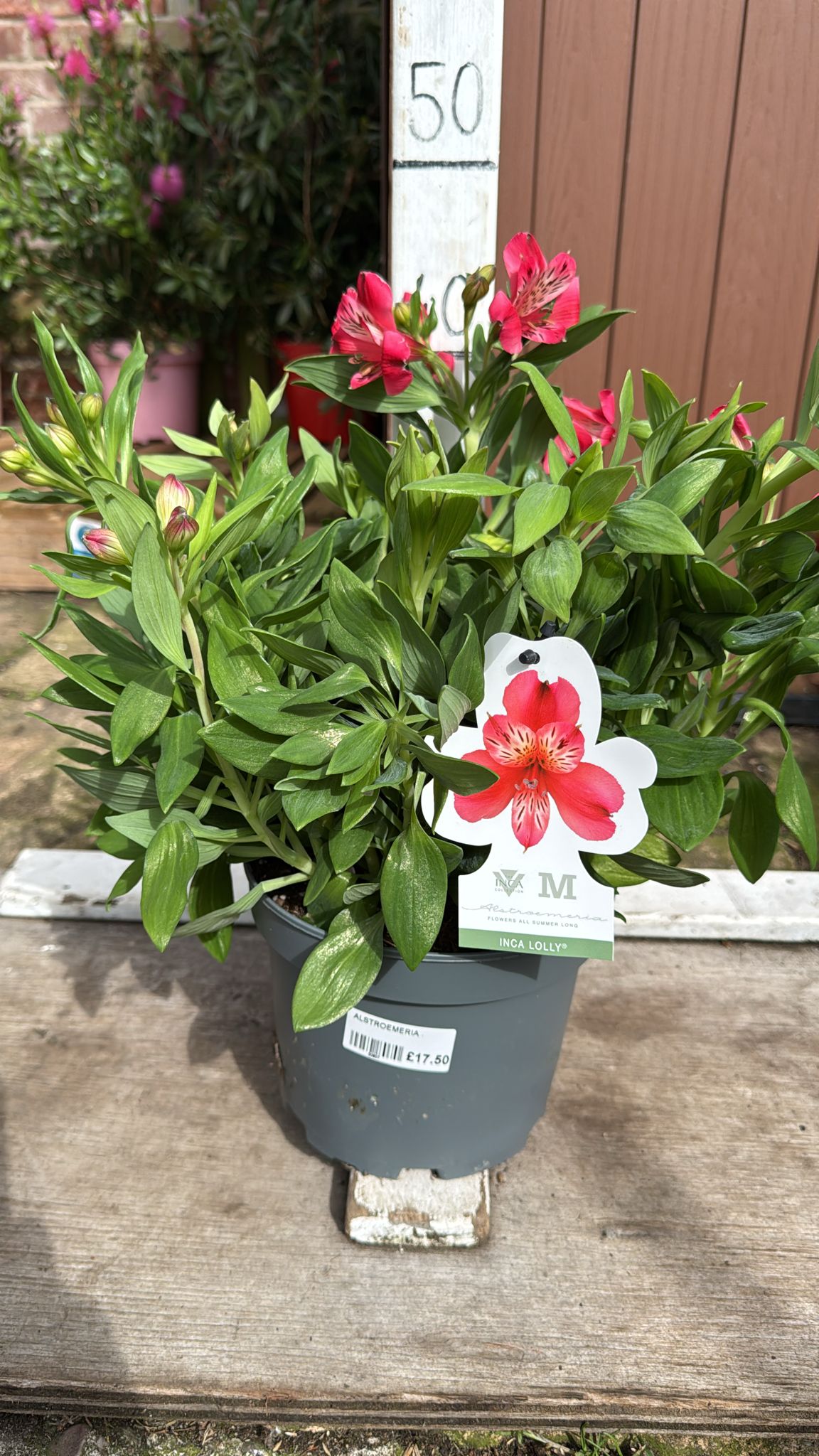 Alstroemeria Inca lolly