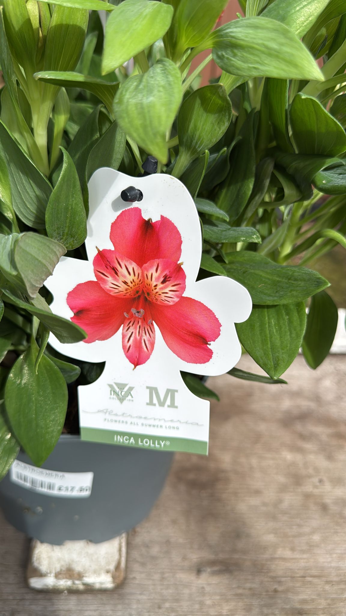Alstroemeria Inca lolly