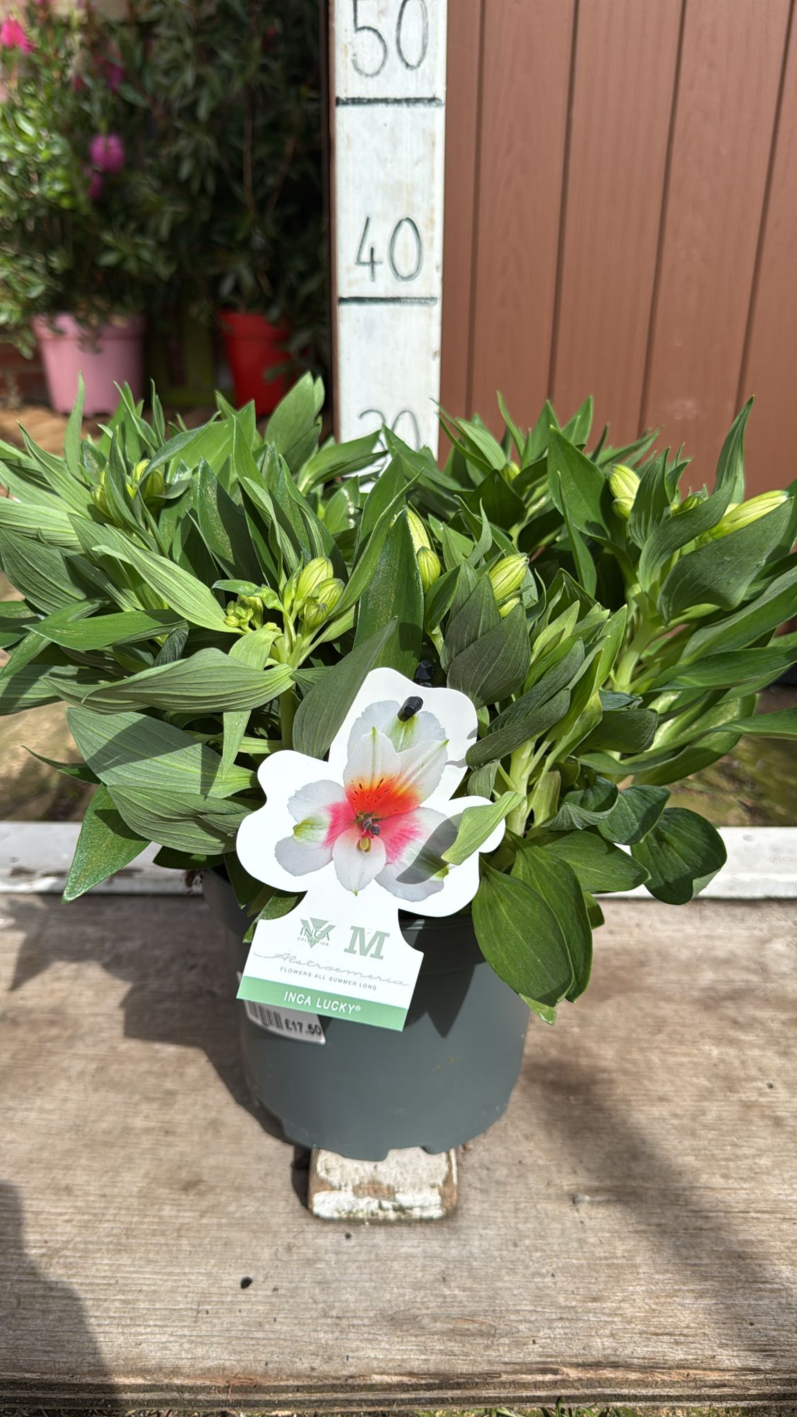 Alstroemeria Inca lucky 3 lt