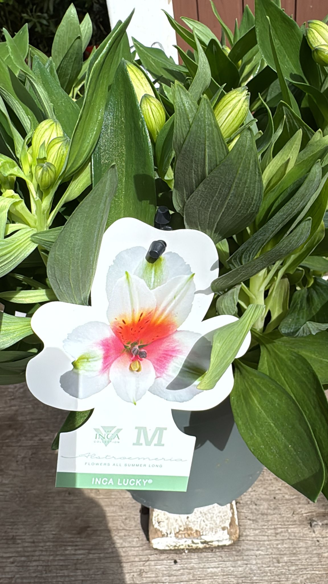 Alstroemeria Inca lucky 3 lt