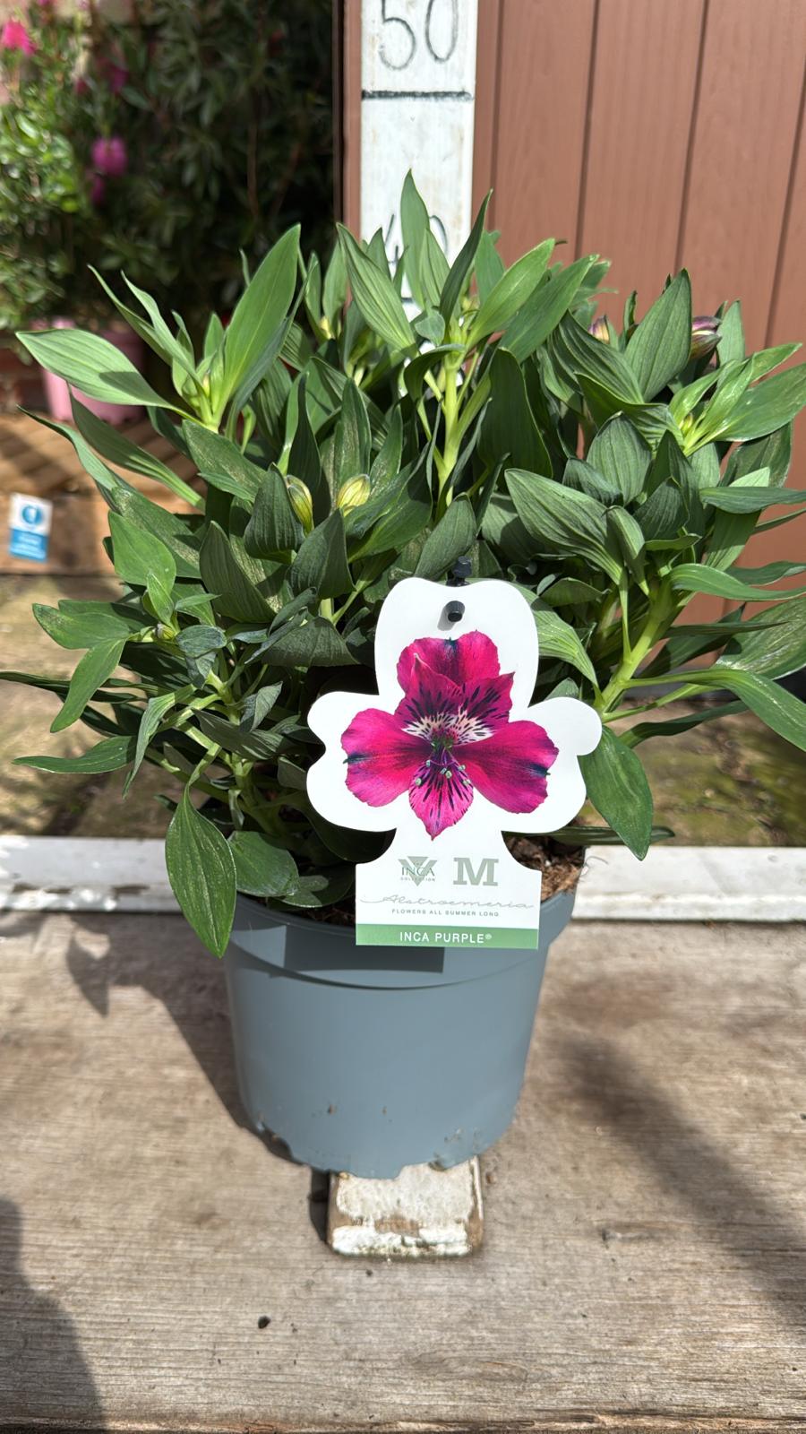 Alstroemeria Inca purple 3 lt